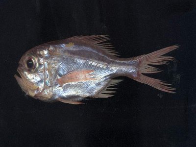 Hoplostethus