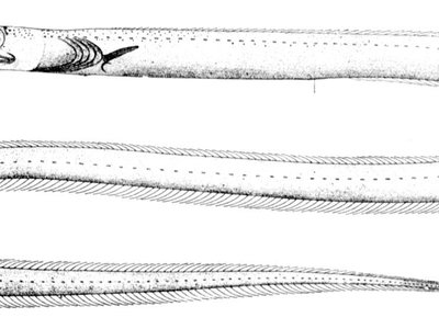 Hoplunnis