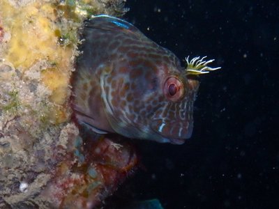 Horned Blenny