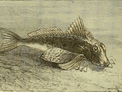 Horned Gurnard