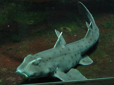 Horned Shark