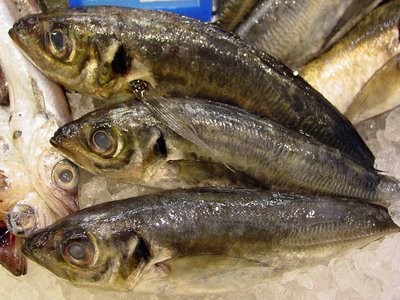 Horse Mackerel Scad