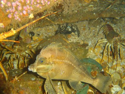 Horsefish