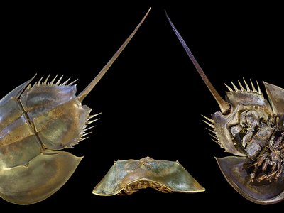 Horseshoe Crab