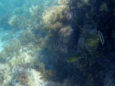 Horseshoe Leatherjacket