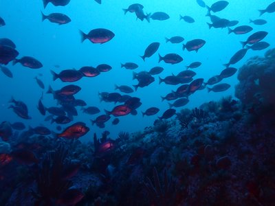 Hottentot Seabream