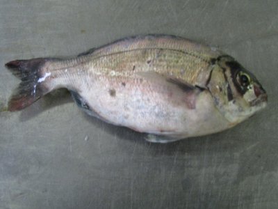 Hottentot