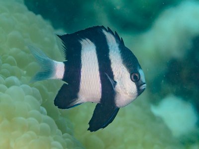 Humbug Dascyllus