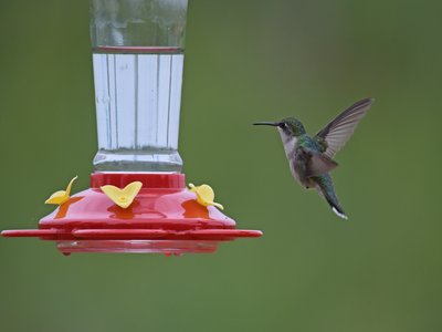 Hummingbird Fish