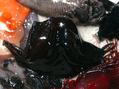 Humpback Anglerfish