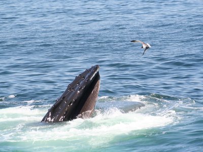 Humpback Cod