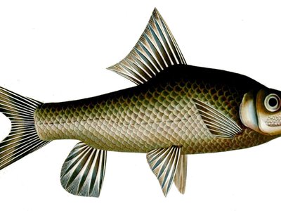 Humpback Mahseer