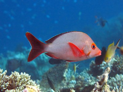 Humpback Red Snapper
