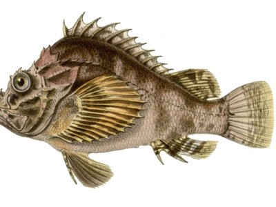 Humpback Scorpionfish