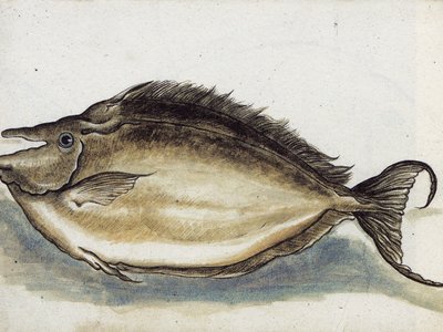 Humpback Unicornfish