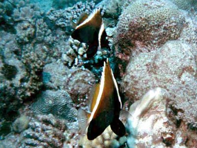Humphead Bannerfish