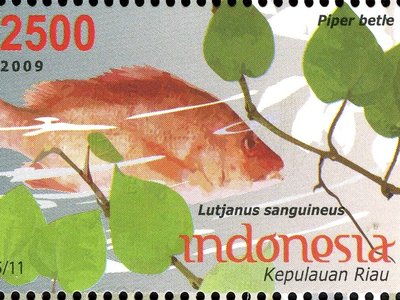 Humphead Snapper