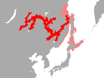 Huso dauricus