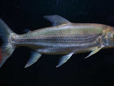 Hydrocynus goliath