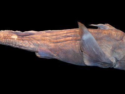 Hydrolagus