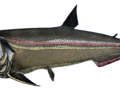 Hydrolycus scomberoides