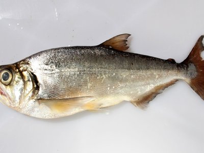 Hydrolycus tatauaia