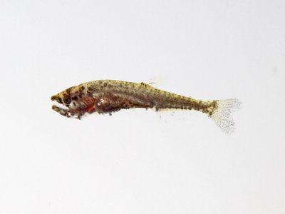 Hydrolycus