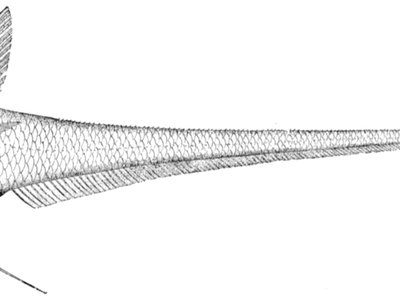 Hymenocephalus