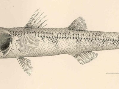 Hynnodus
