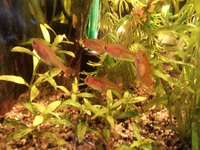 Hyphessobrycon amandae