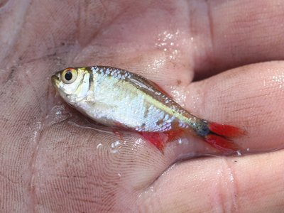 Hyphessobrycon anisitsi