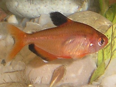 Hyphessobrycon callistus