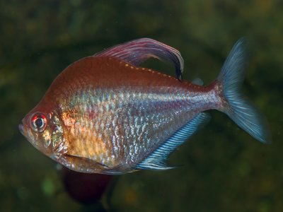 Hyphessobrycon erythrostigma