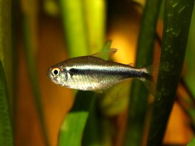 Hyphessobrycon herbertaxelrodi
