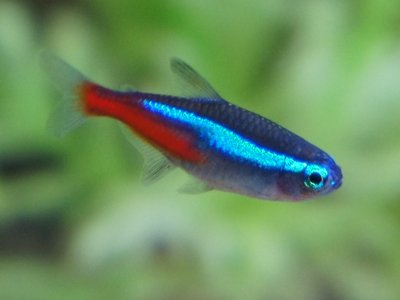 Hyphessobrycon innesi