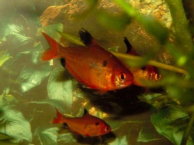 Hyphessobrycon minor