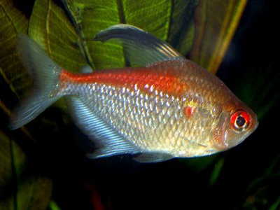 Hyphessobrycon pyrrhonotus
