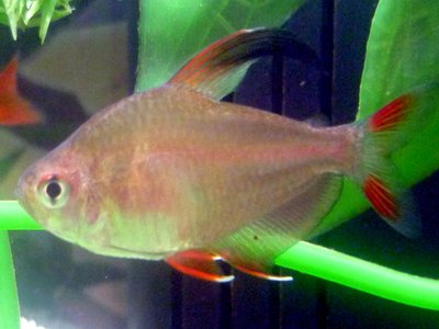 Hyphessobrycon rosaceus