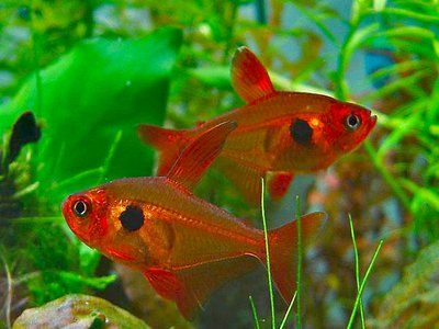 Hyphessobrycon sweglesi