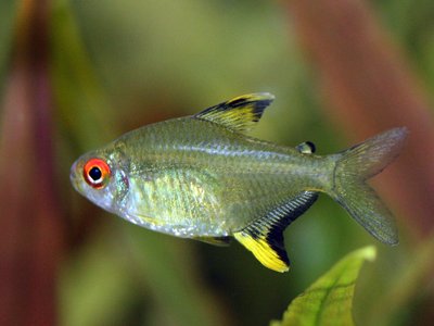 Hyphessobrycon