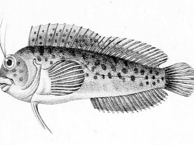 Hypleurochilus