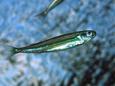 Hypoatherina