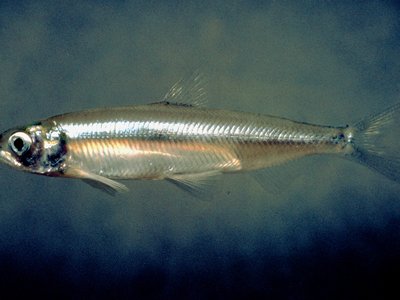 Hypomesus