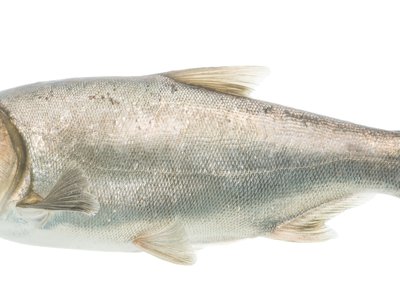 Hypophthalmichthys molitrix