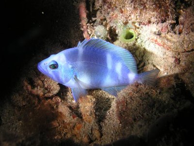 Hypoplectrus gemma