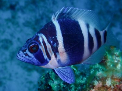 Hypoplectrus indigo