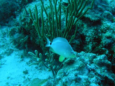 Hypoplectrus unicolor