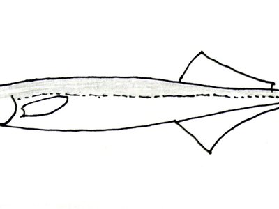 Hypoptychus