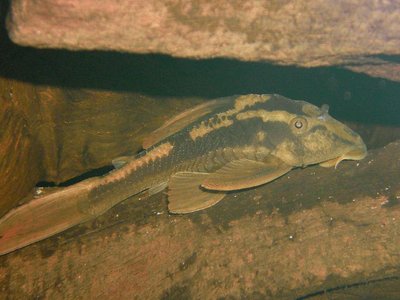 Hypostomus cochliodon