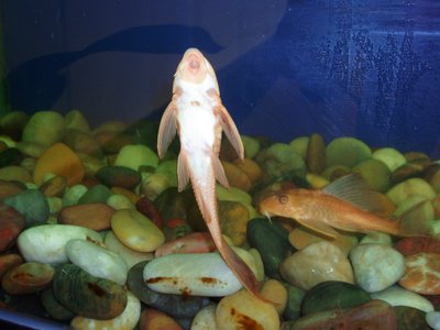 Hypostomus punctatus